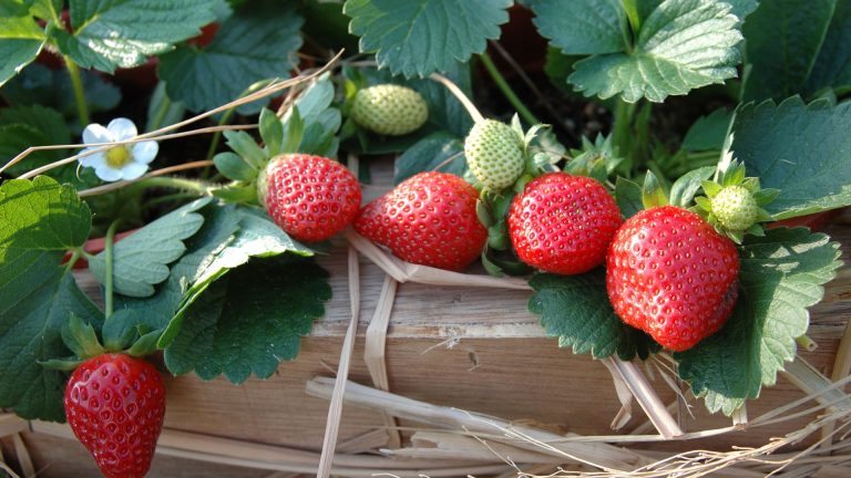 companion plants with strawberries