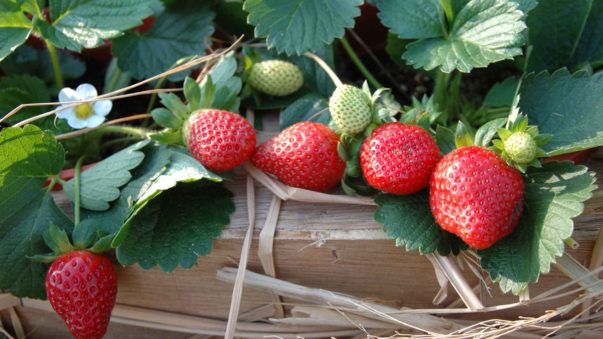 Top 10 Companion Plants For Strawberries And Which Plants To Avoid