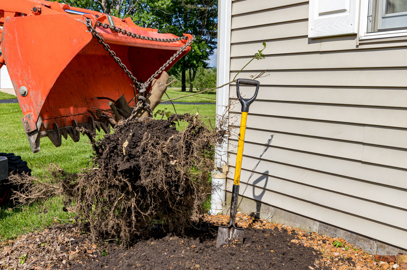 Tractor pulling root ball of bush or shrub out of ground