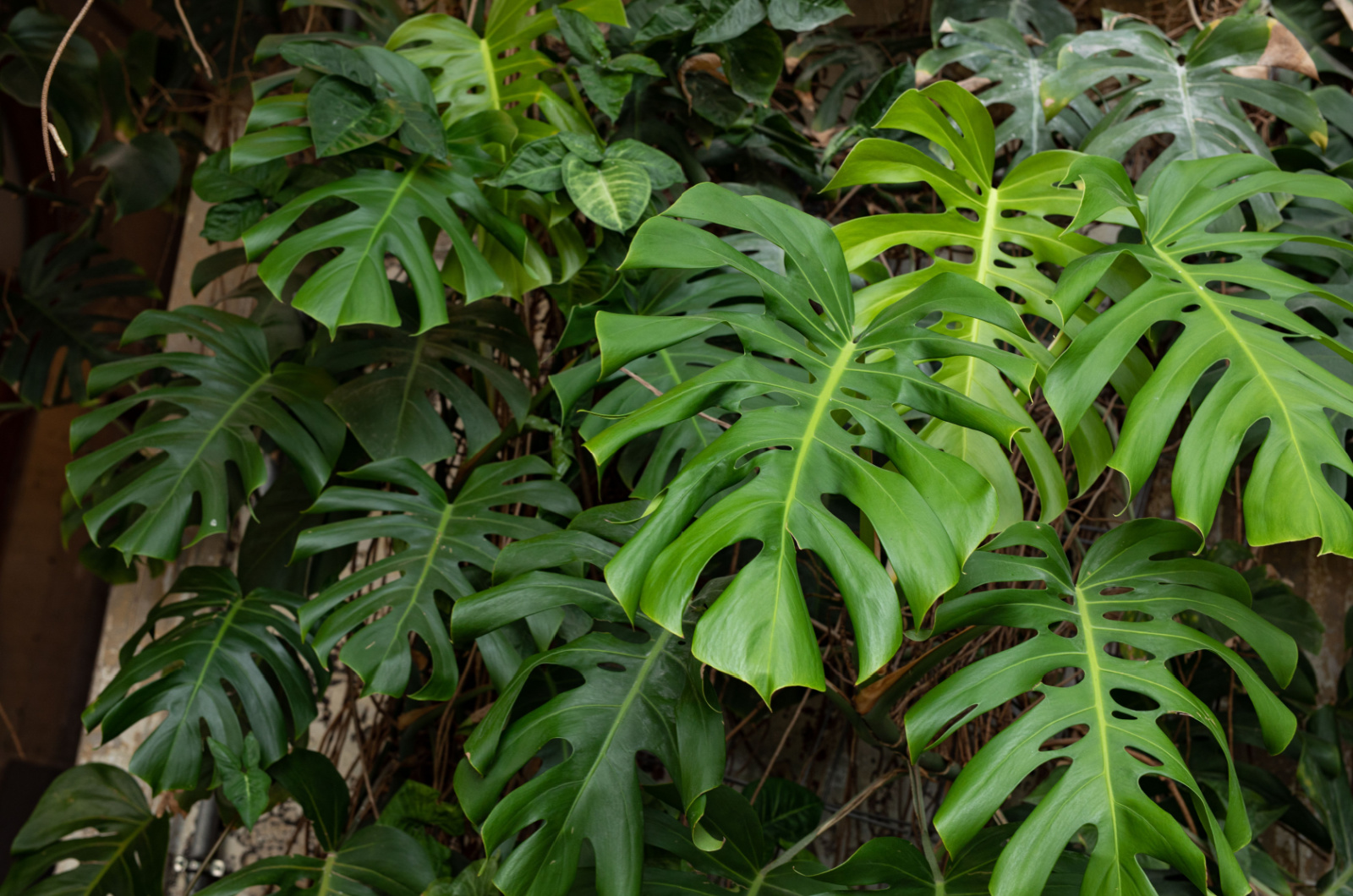 Tropical monstera plants