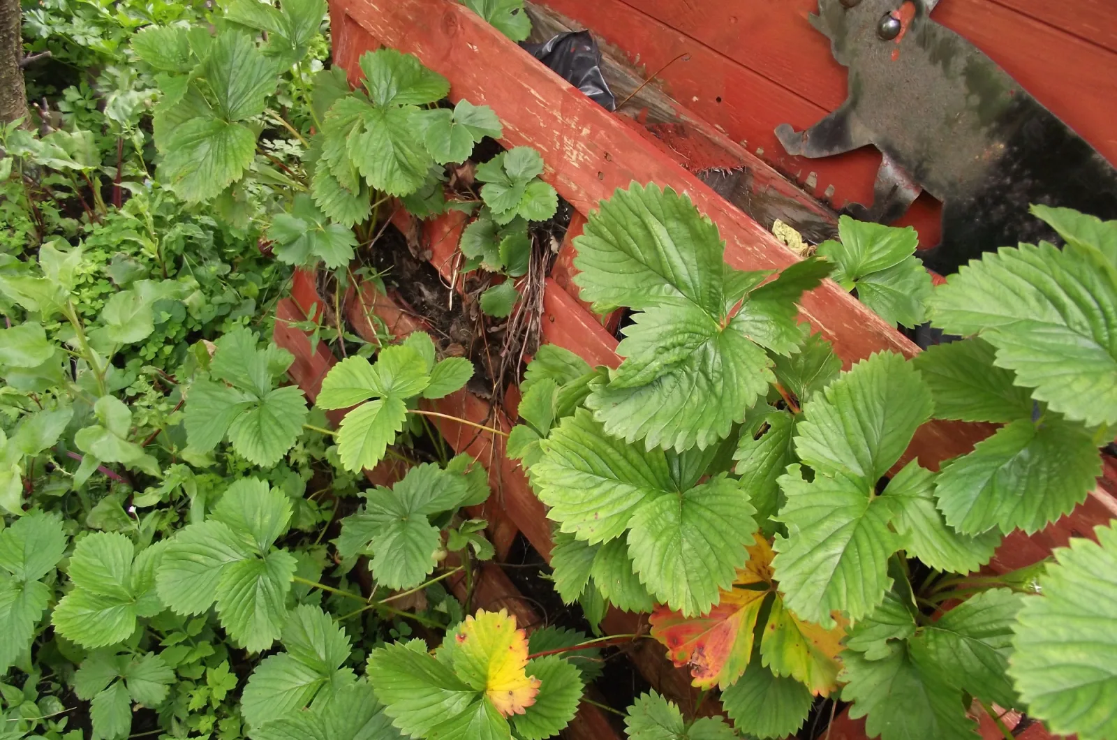 10 Ingenious Ways To Grow Strawberries