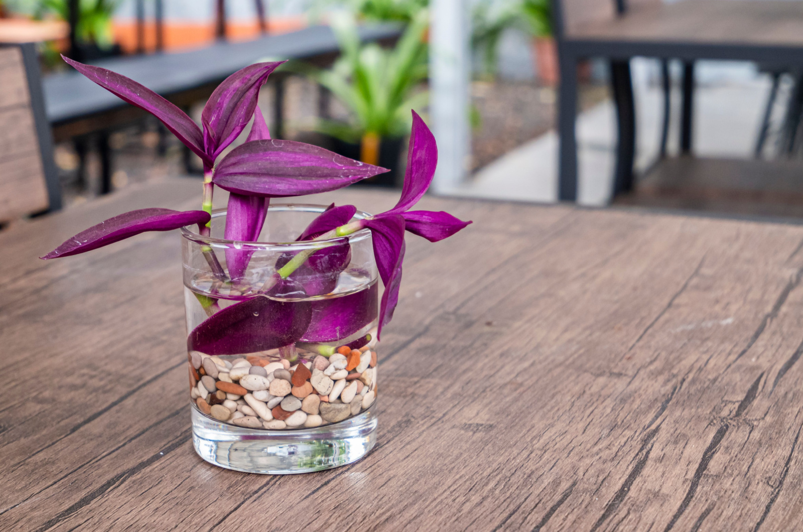 Wandering Jew Plant growing in a clear glass