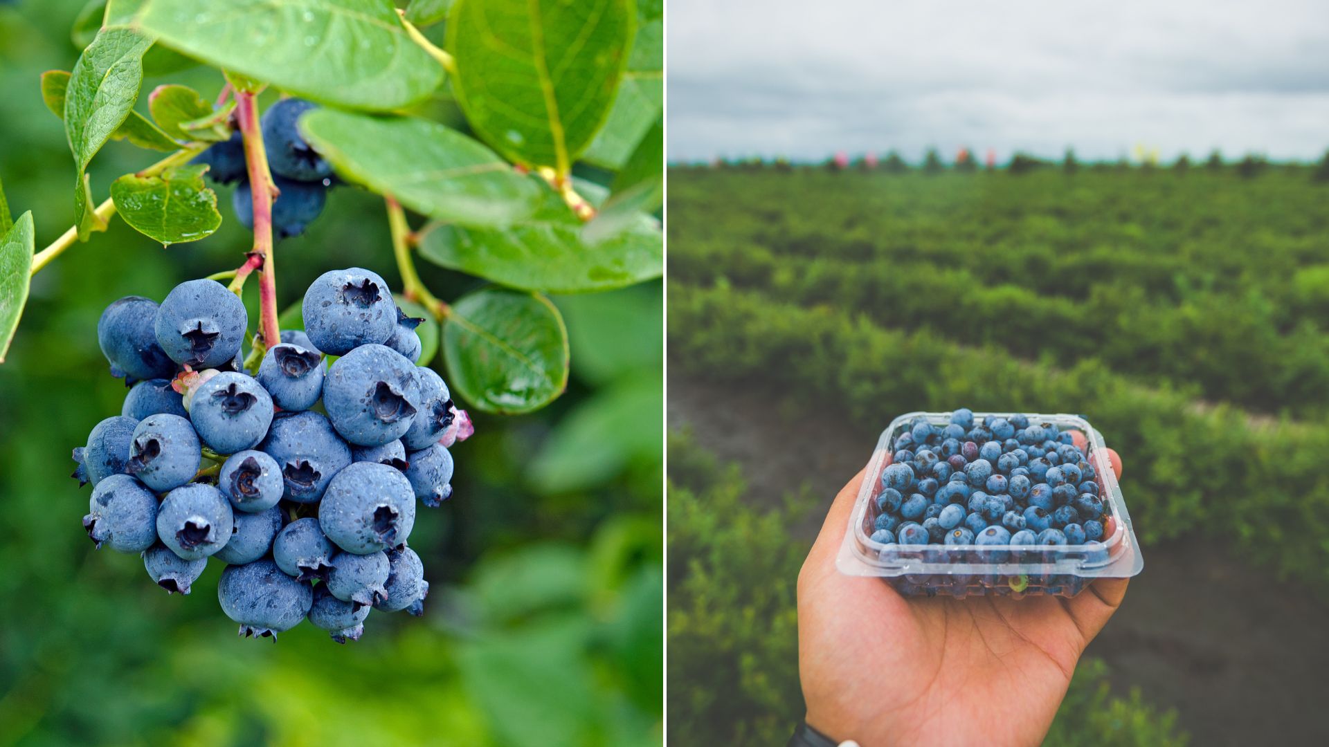What Is The Perfect Soil pH For Blueberries?