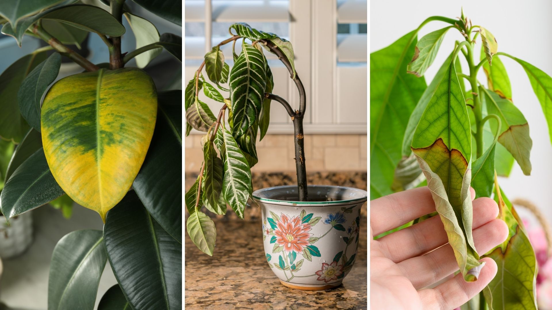 What’s Wrong With My Plant? Fixing 12 Common Houseplant Issues