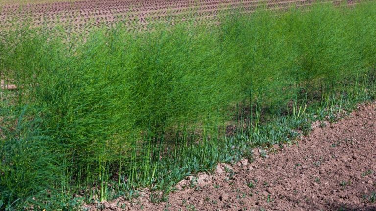 pruning asparagus tops
