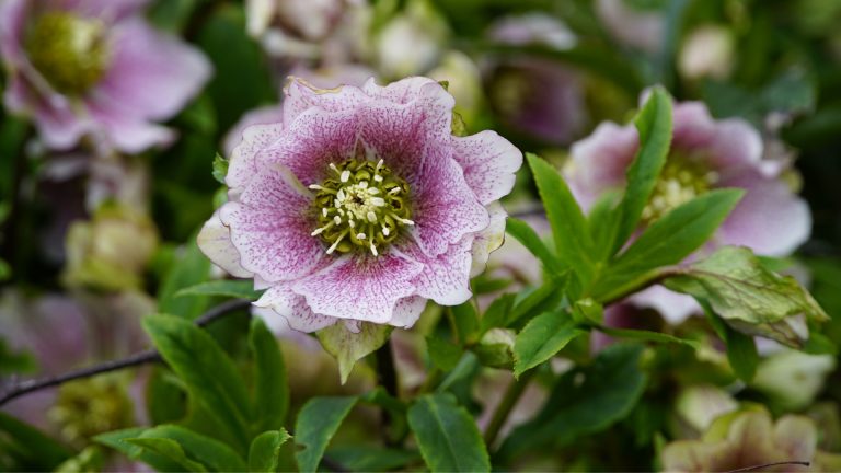 hellebores for planting
