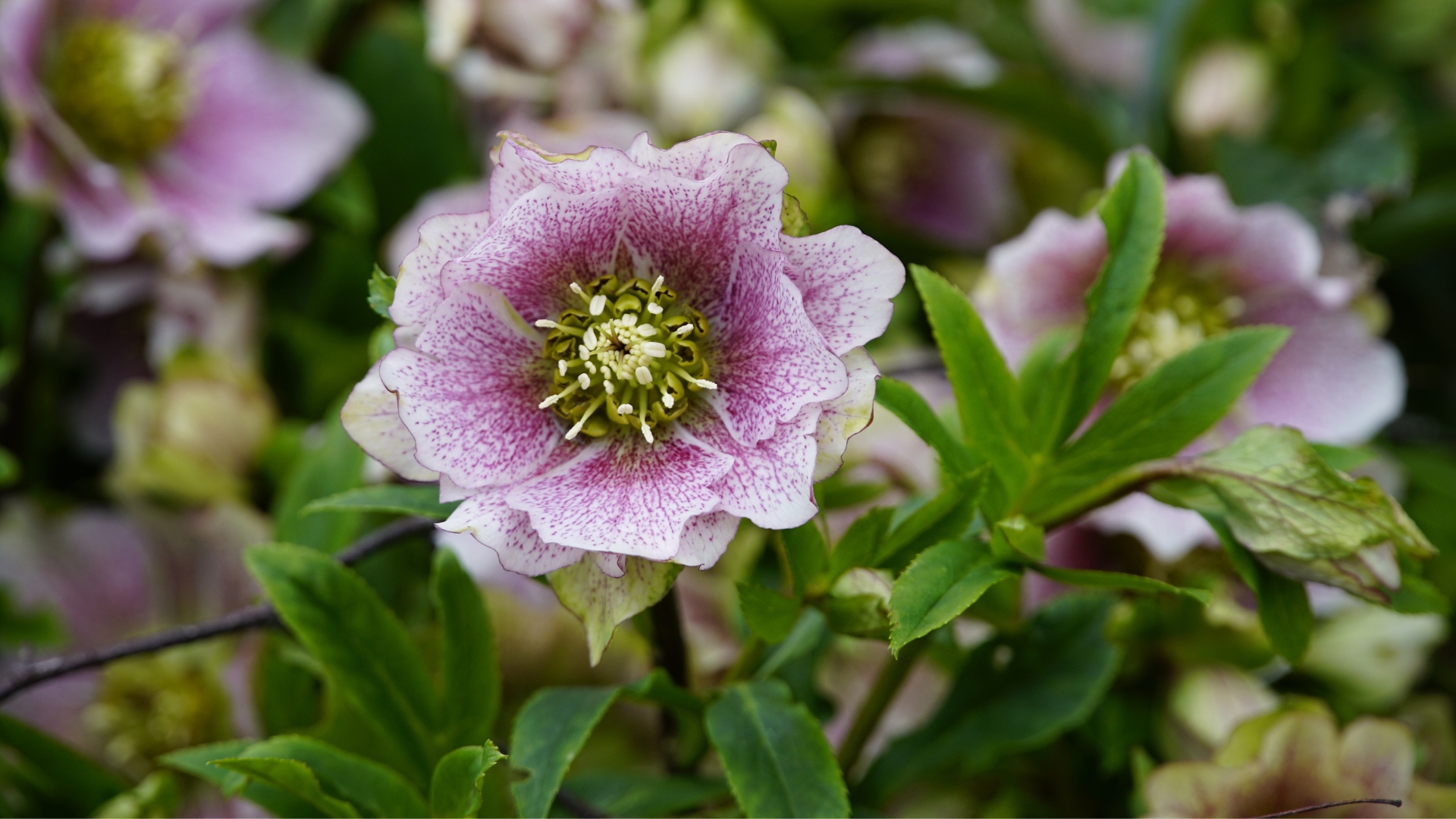 Where To Plant Hellebores For The Best Flower Display