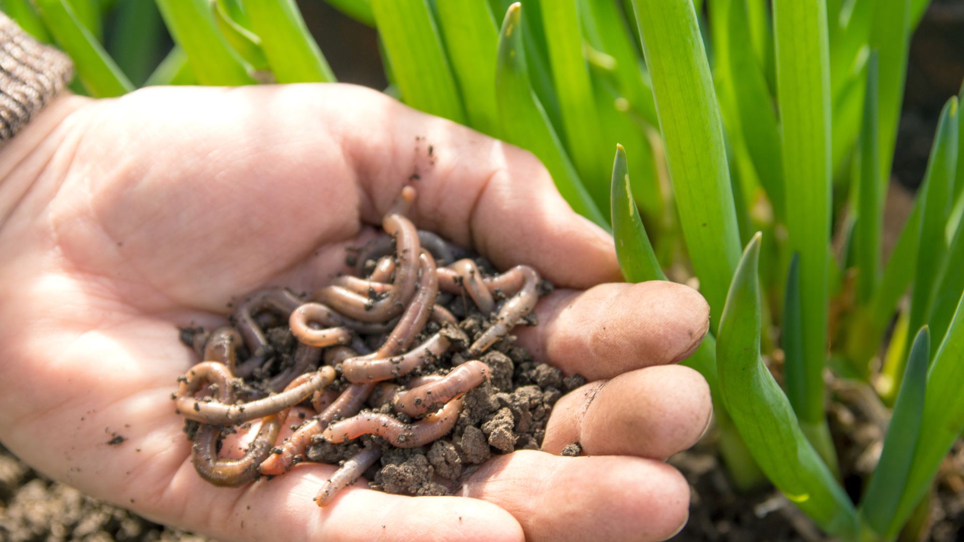 Why Are Earthworms So Good For Our Soil?
