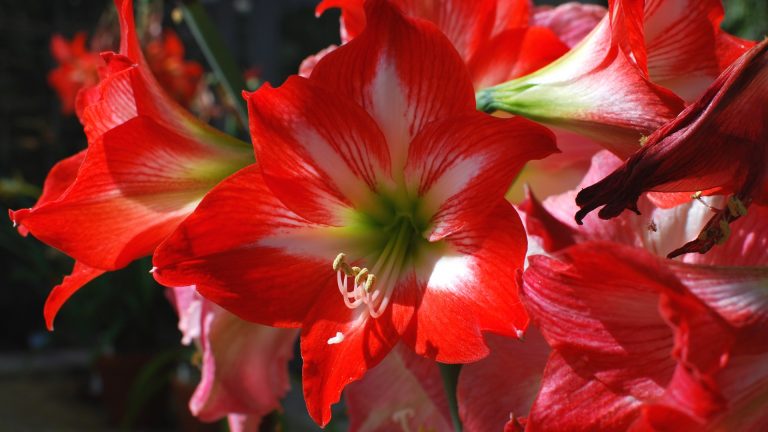 Red Amaryllis