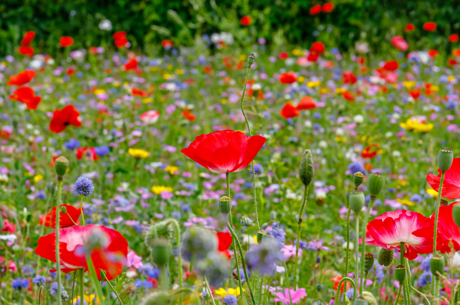 Wild summer flowers field