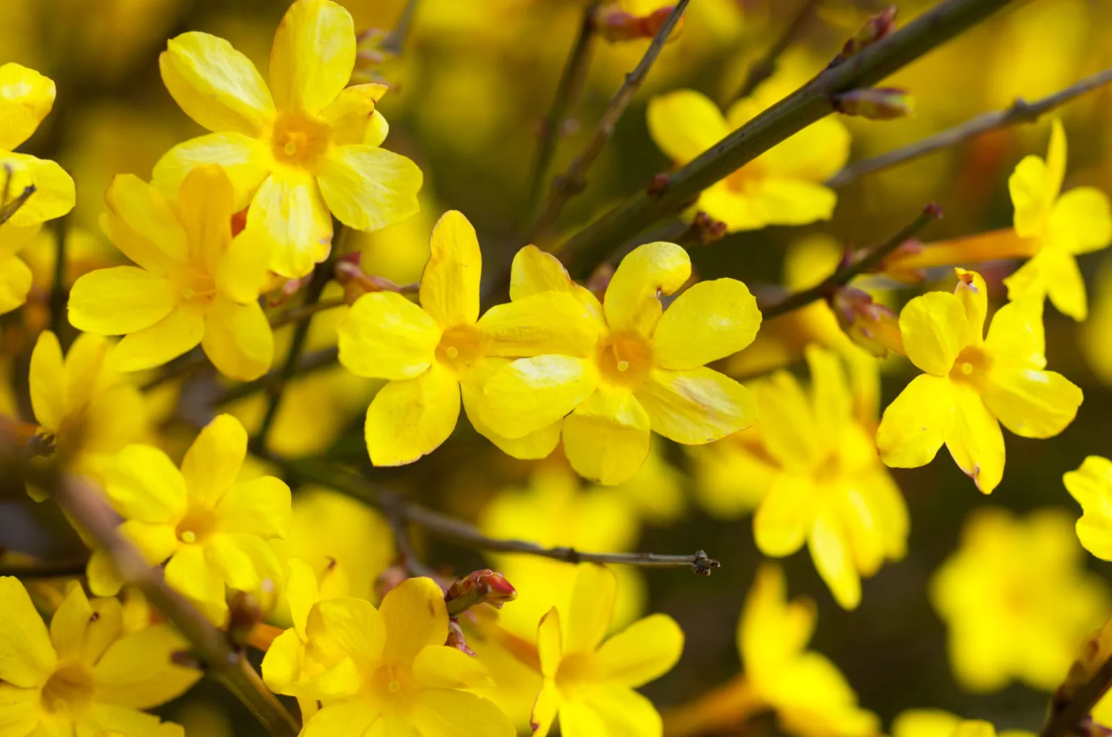 25 Gorgeous Flowering Plants That Bloom In Winter