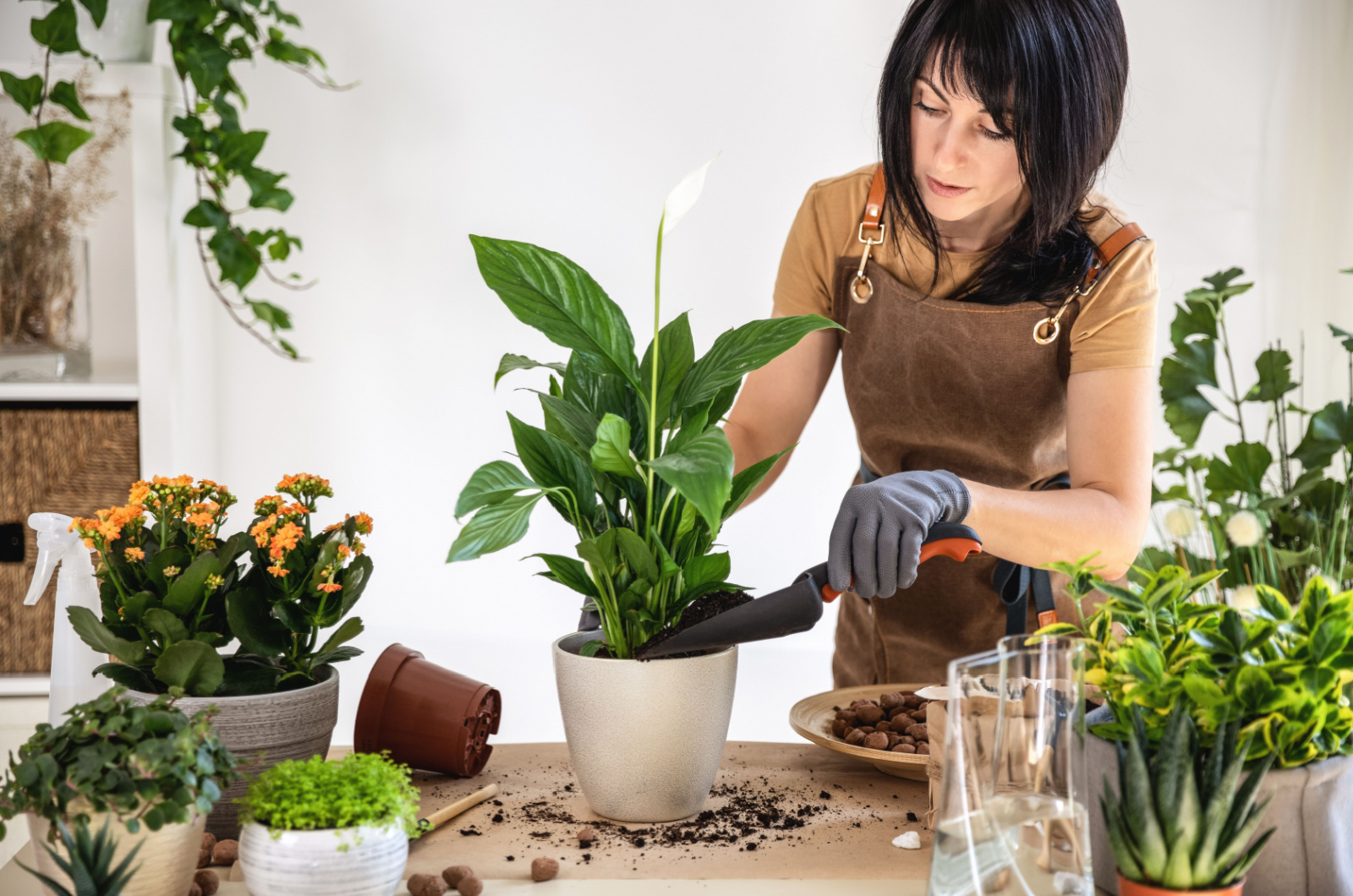 Woman planting peace lily