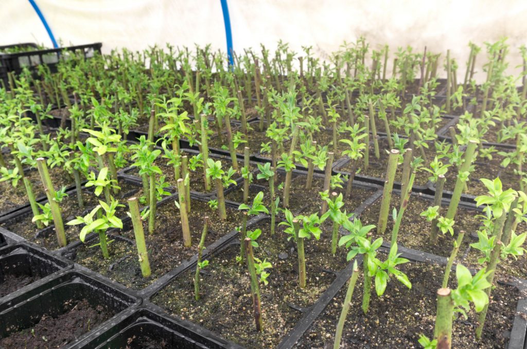 What Is The Perfect Soil pH For Blueberries?