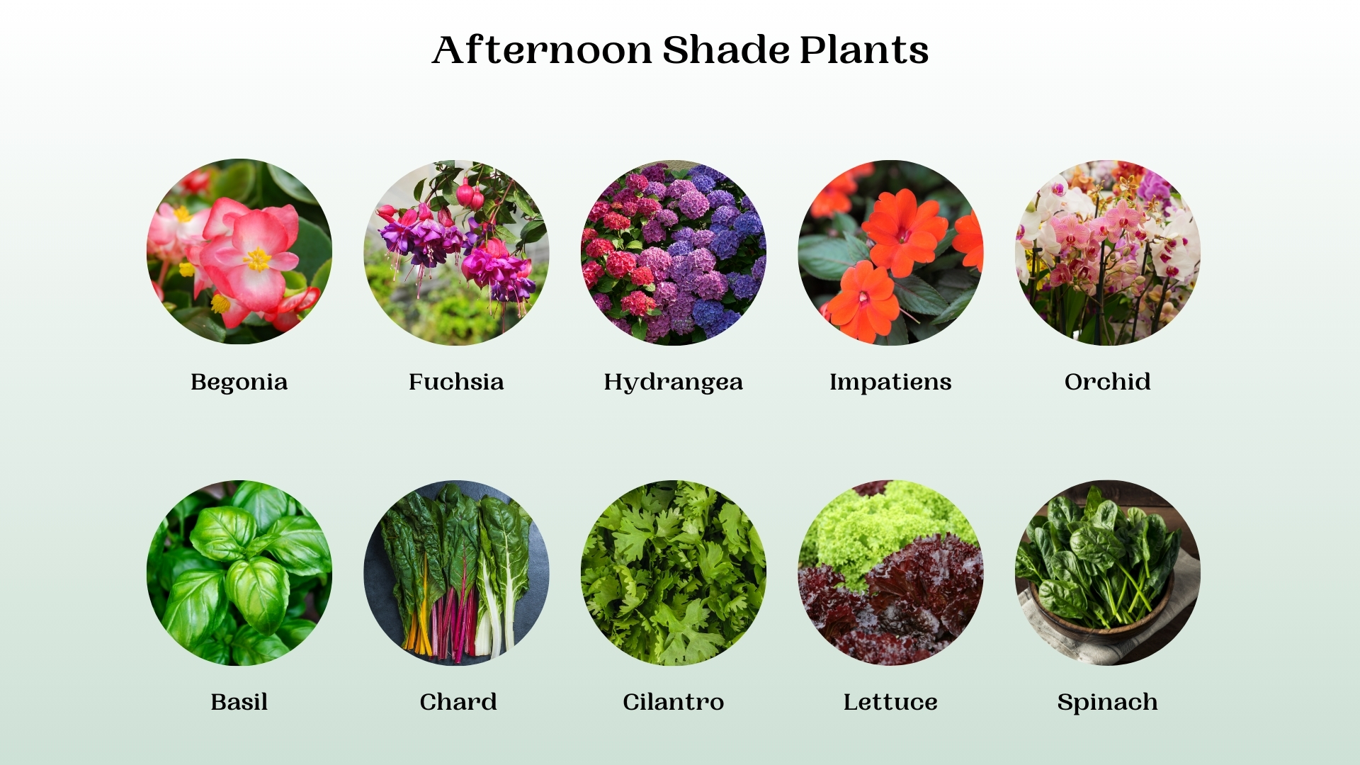 afternoon shade plants