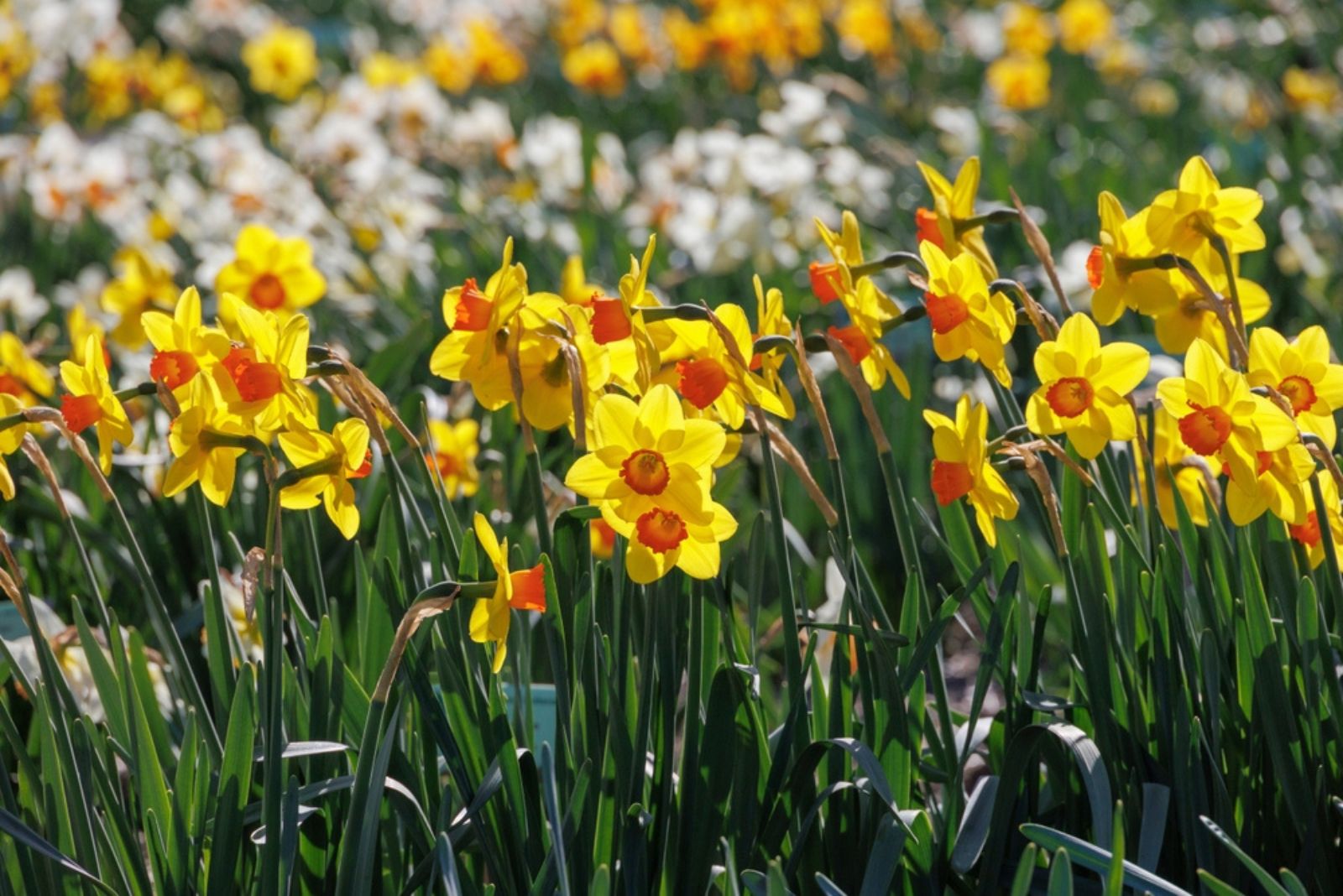 beautiful daffodiles in garden