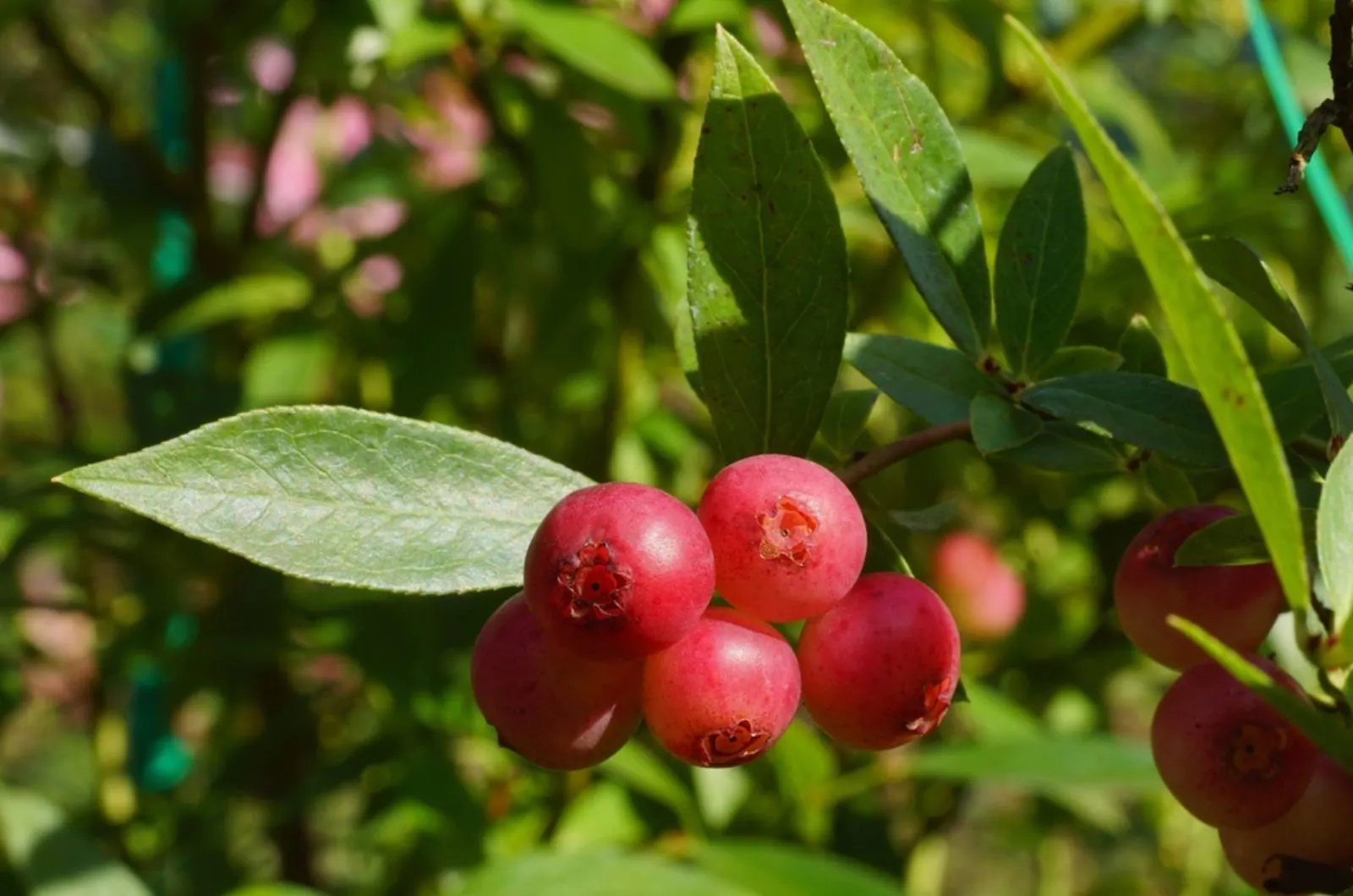 How To Grow Pink Lemonade Blueberry