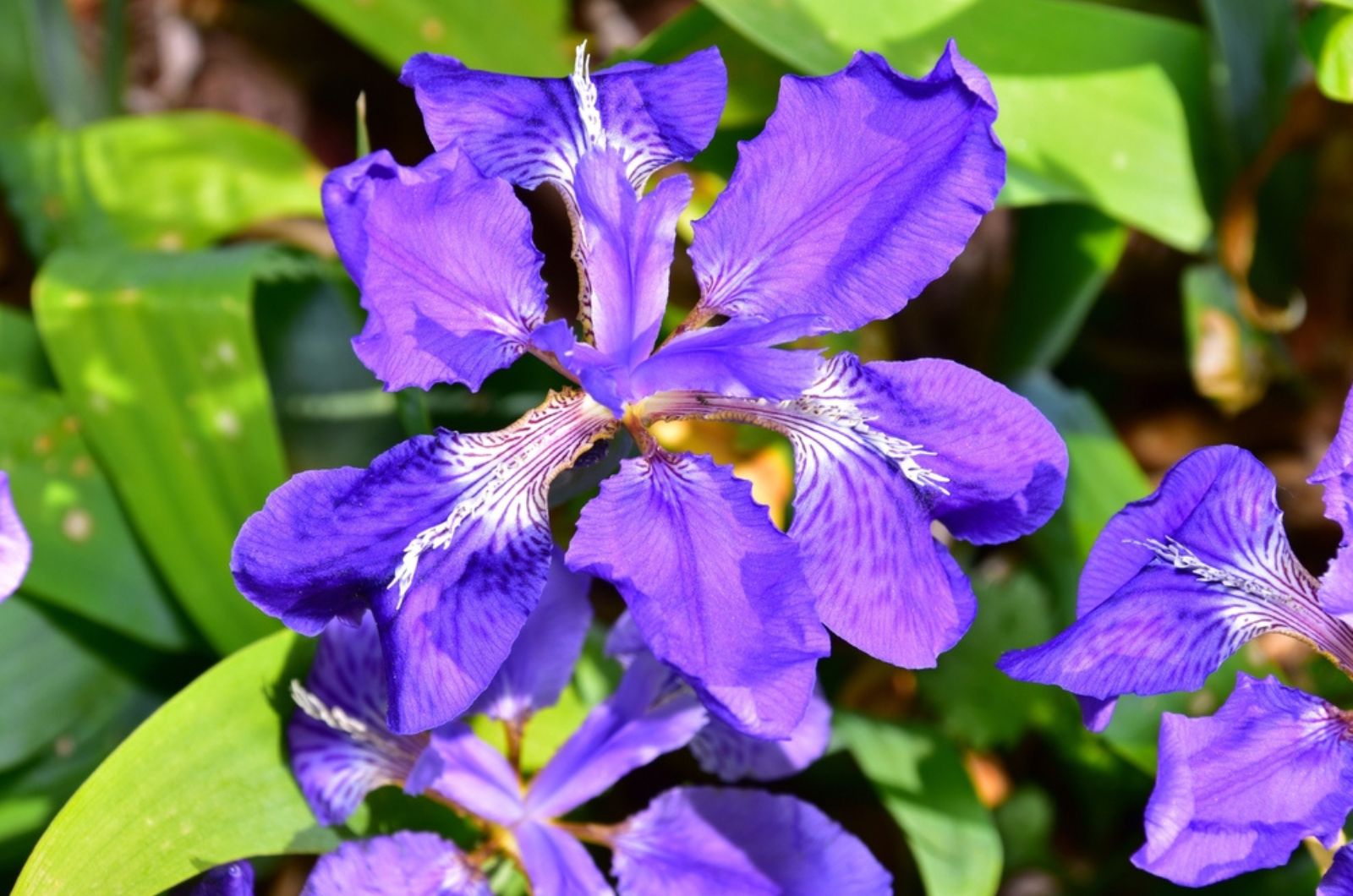 beautiful siberian iris flowers in sun