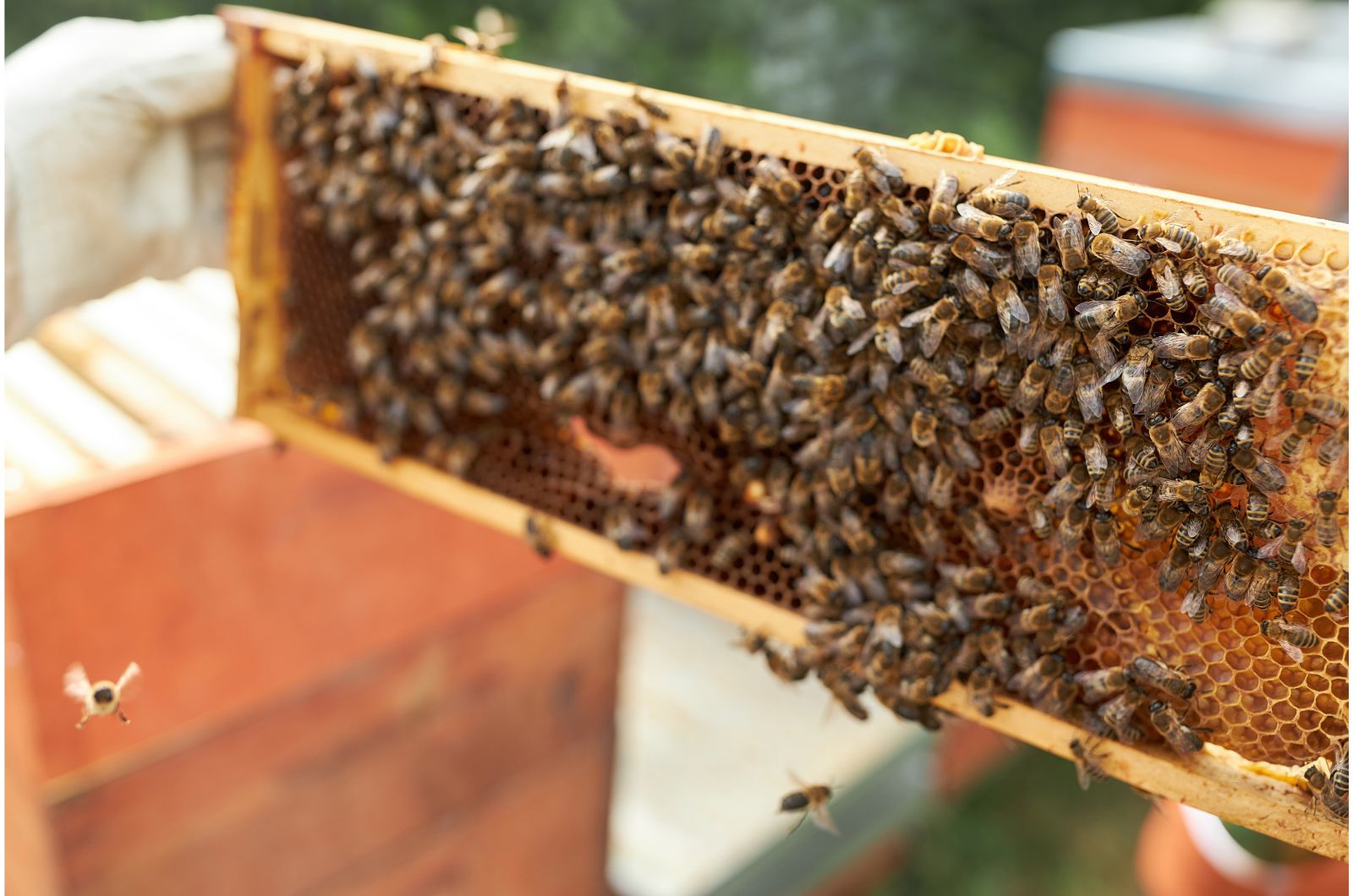 beekeeper holding part of beehive