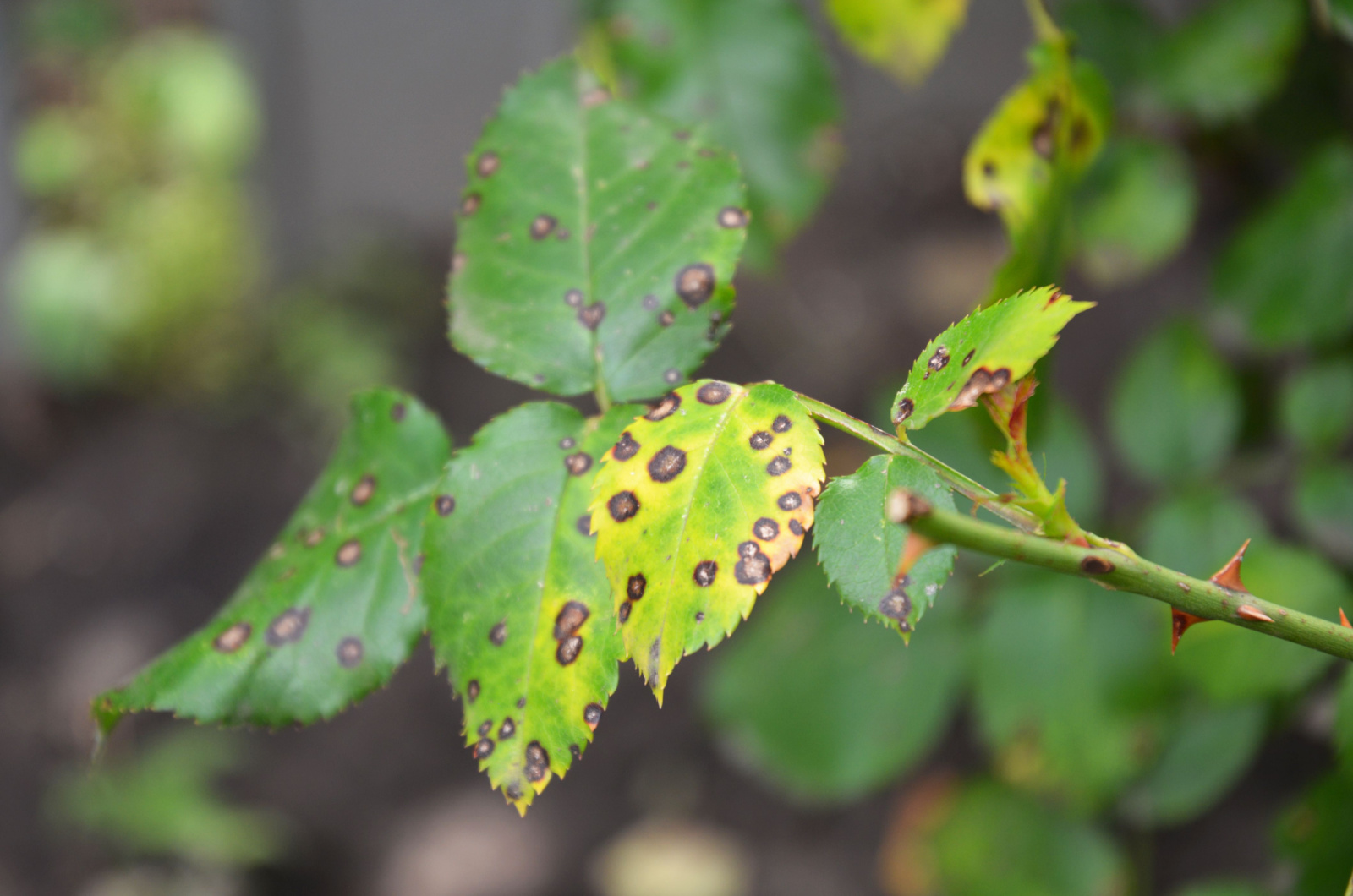 black spot disease on rose leaves