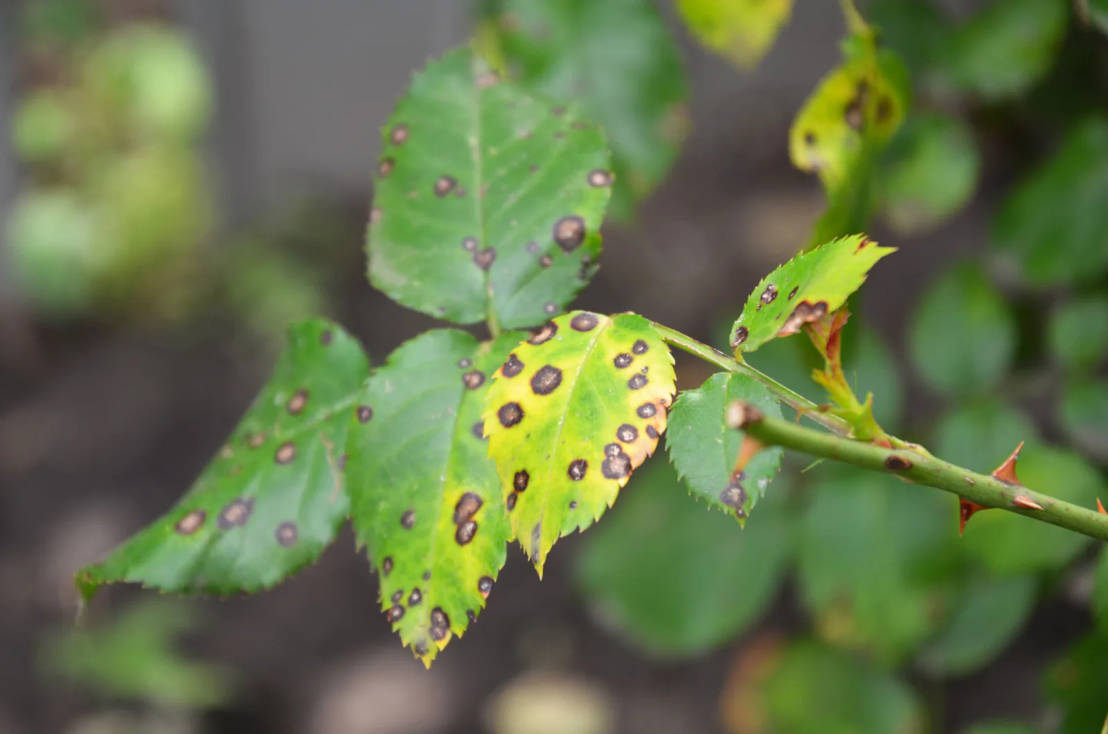 8 Reasons Why Your Rose Leaves Are Turning Yellow And How To Fix It