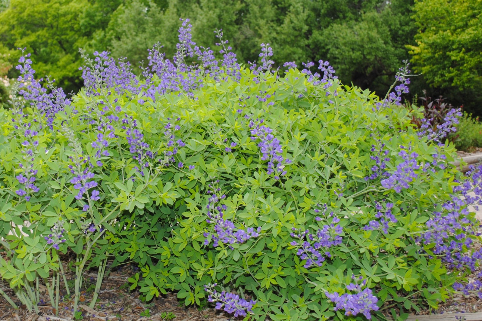 blue false indigo shrub