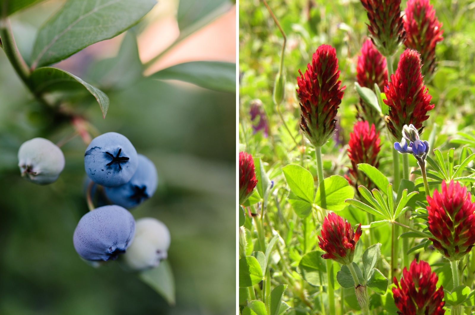 blueberries and crimson clover