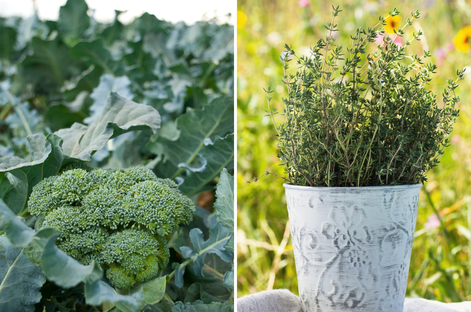broccoli and thyme