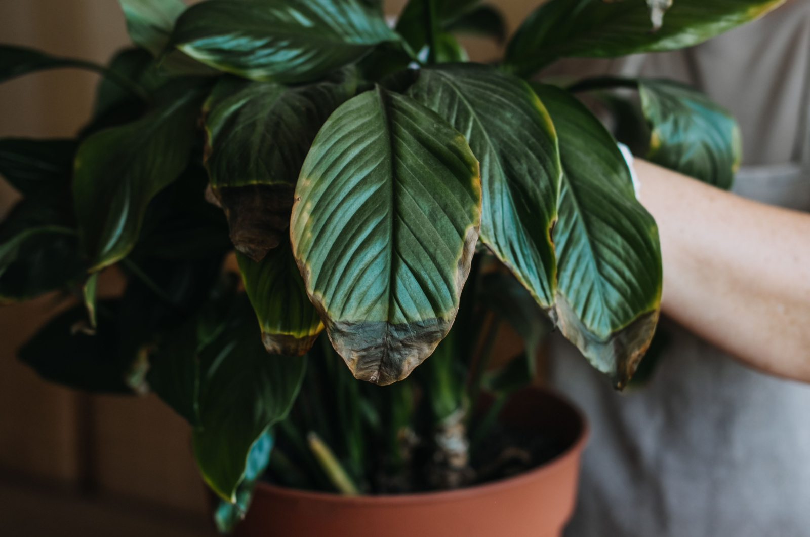 brown leaves of peace lily plant