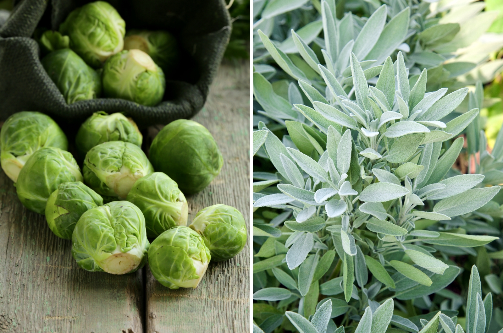brussels sprouts and sage