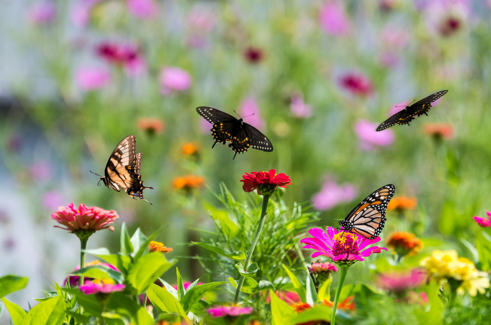 butterflies flying around flowers
