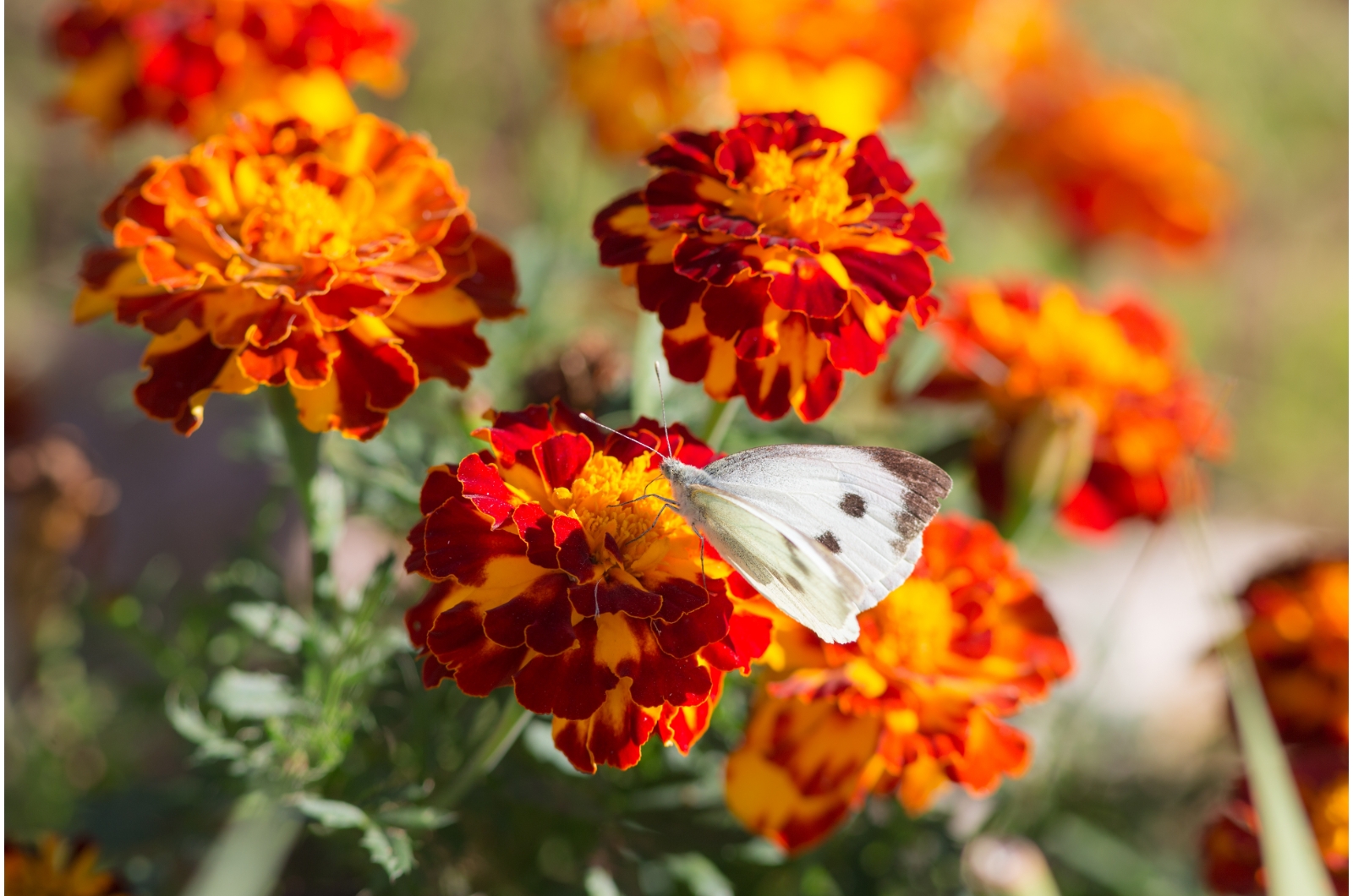 butterfly on marigold flower