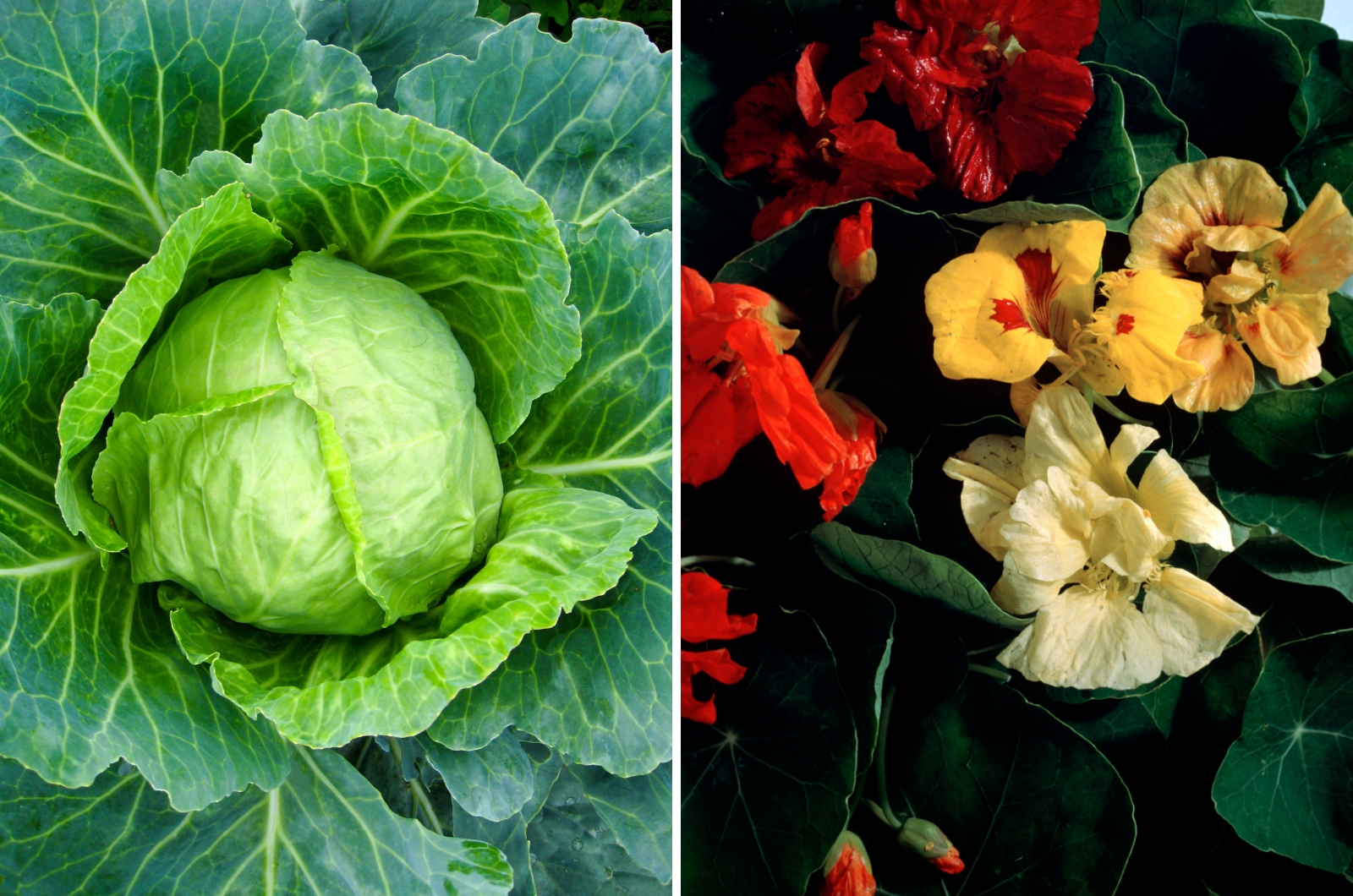 cabbage and nasturtiums