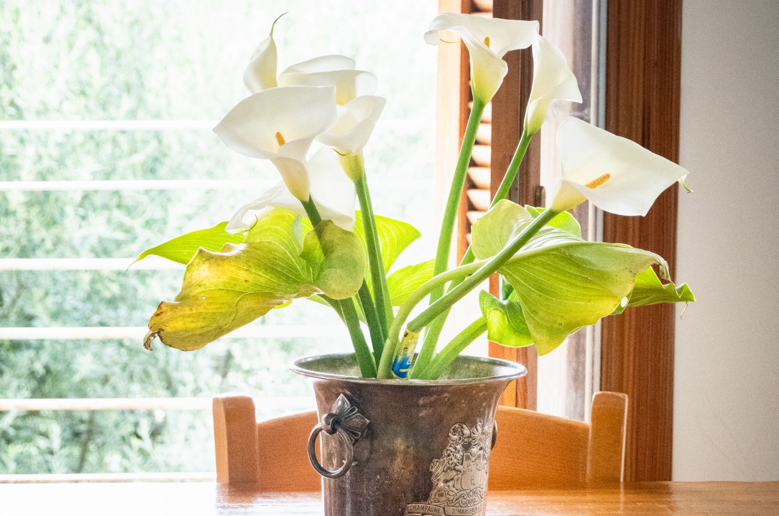 calla lillies in pot on the table