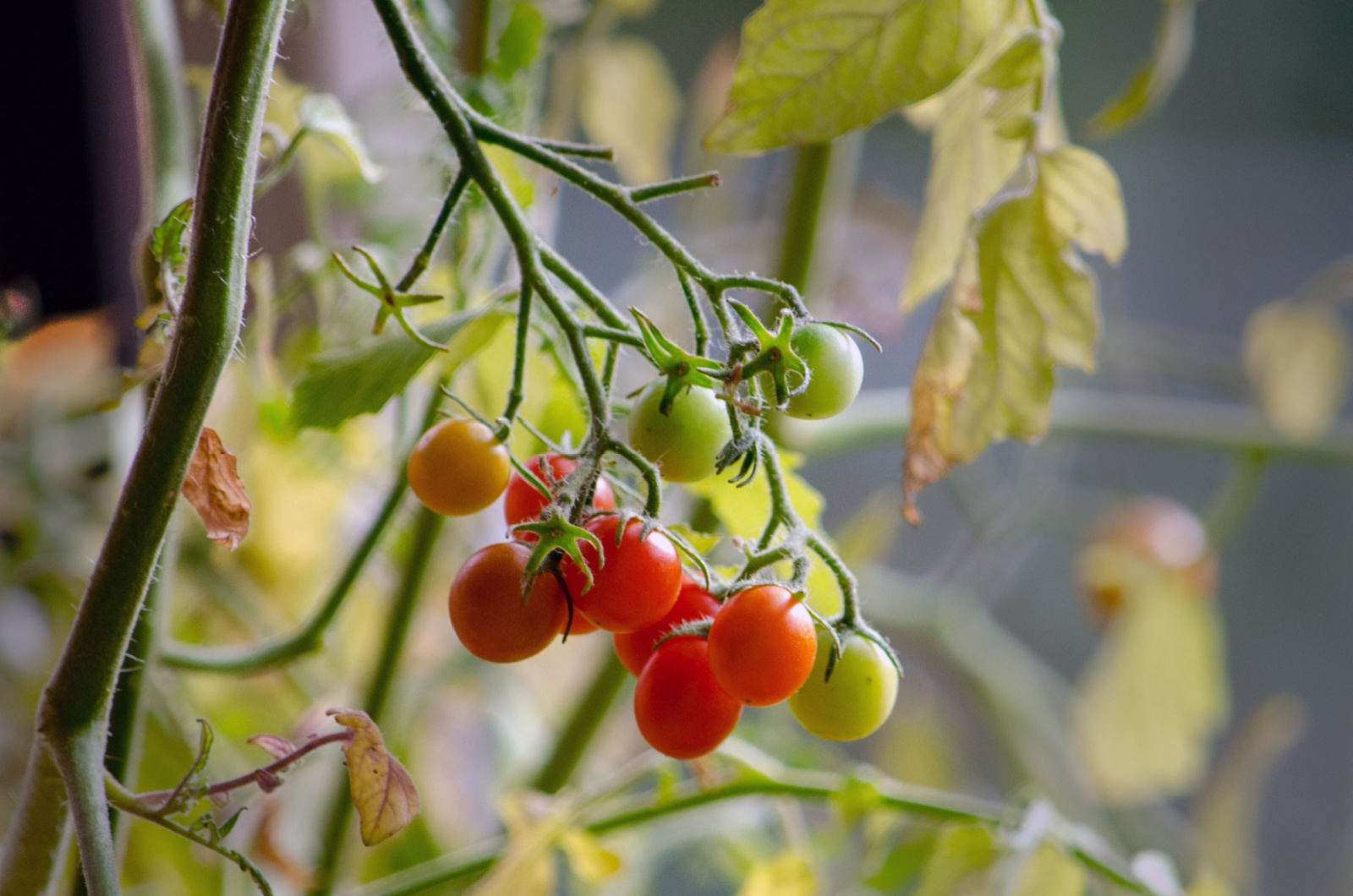 cherry tomatoes grow from an upside down basket on a patio