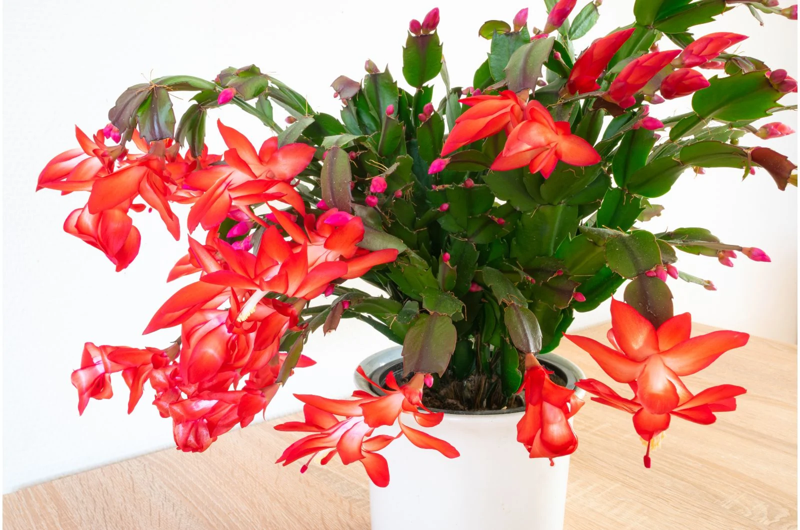 15 Houseplants With Impressively Long Lifespans