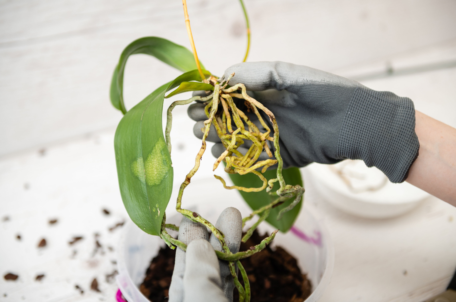cleaning orchid roots