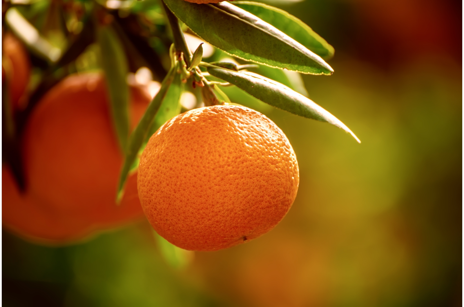 close-up photo of a tangerine