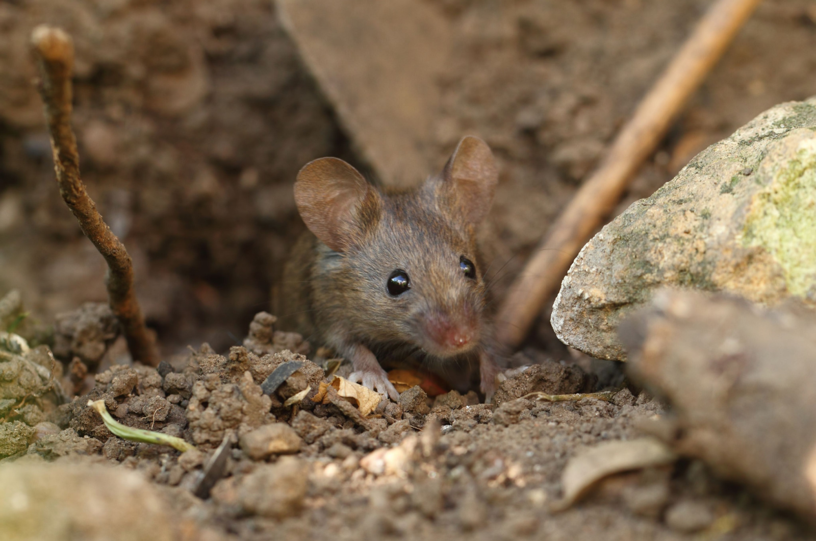 close up view of a garden mouse