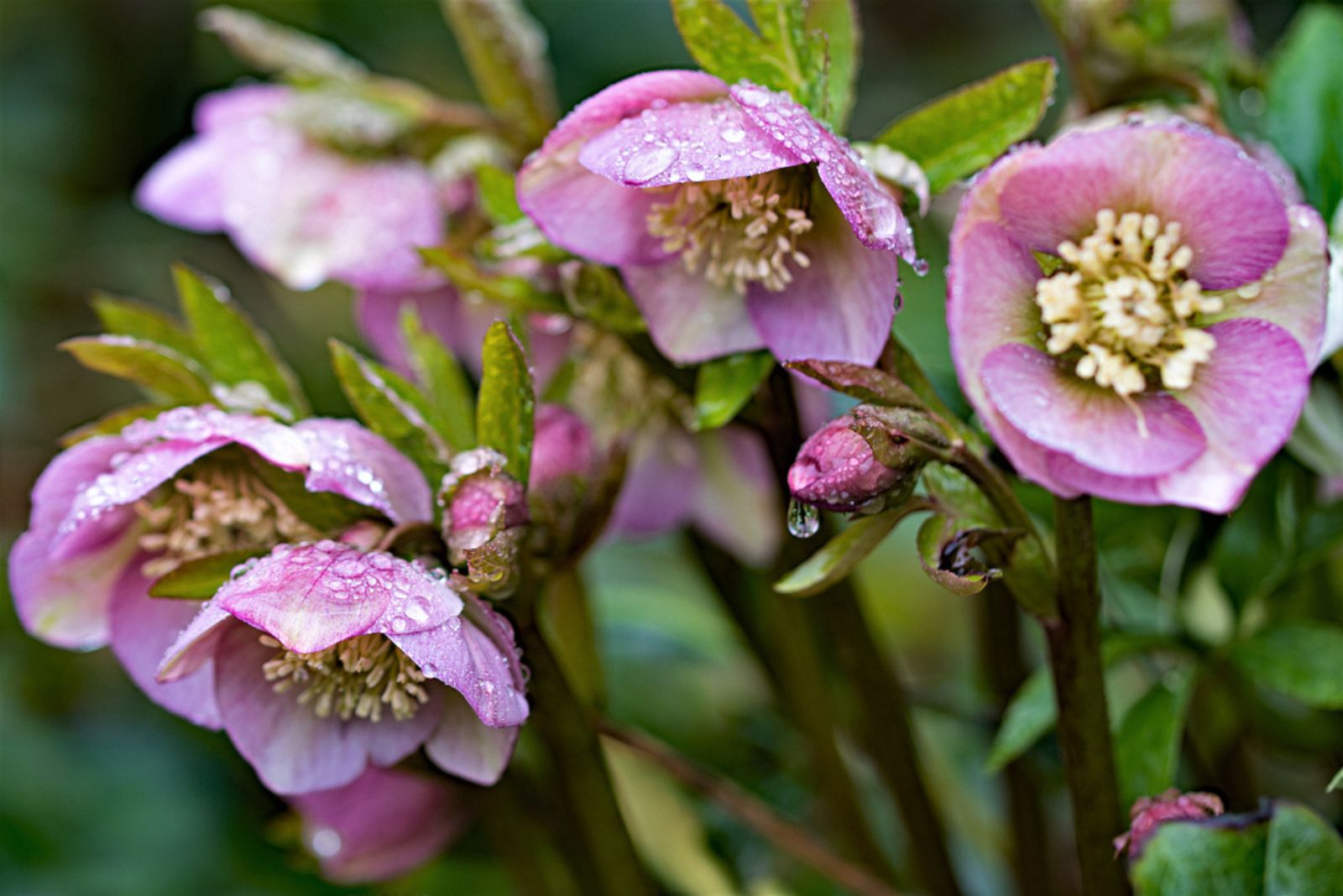 colourful freshness of winter flowering Hellebores