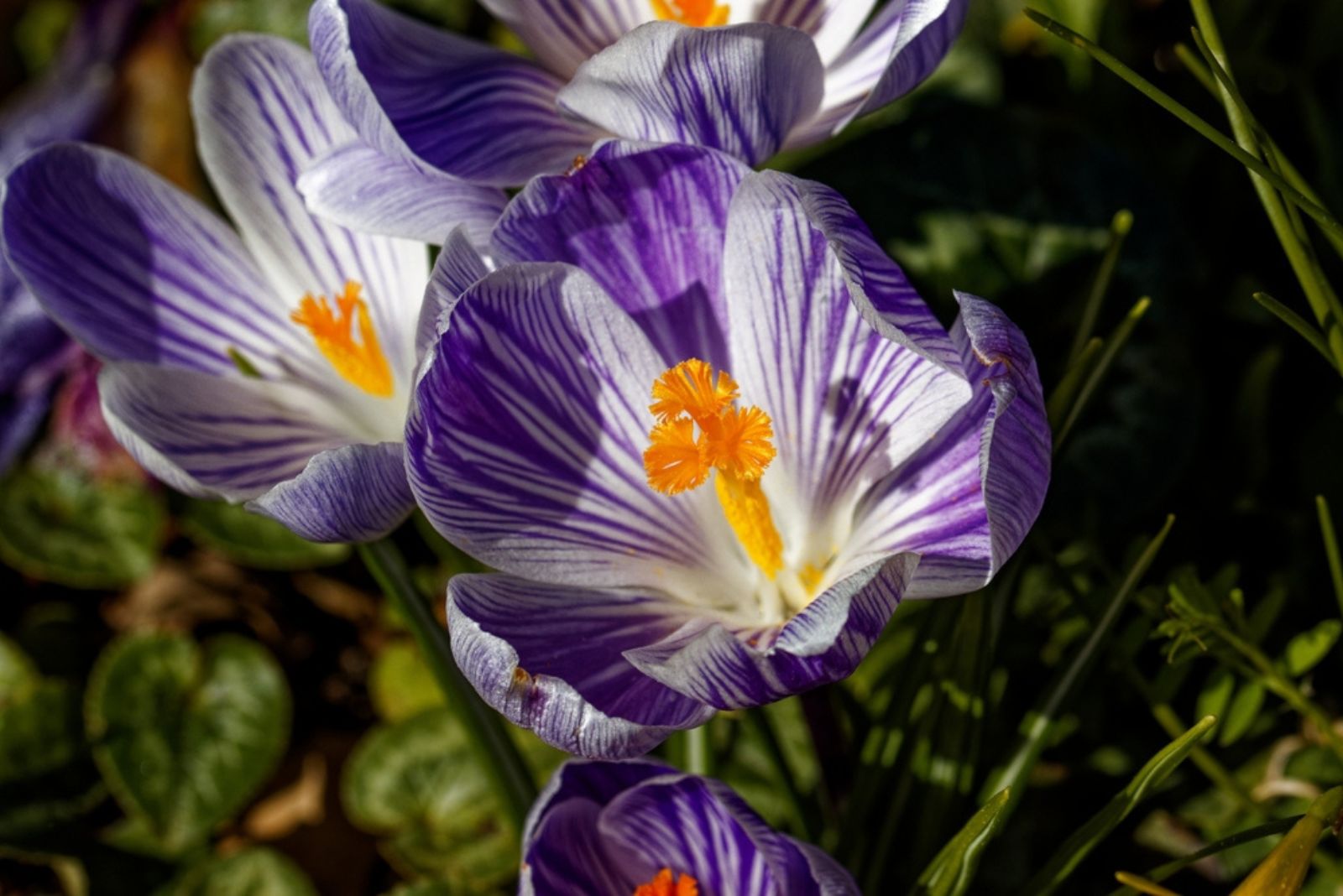 crocus flowers