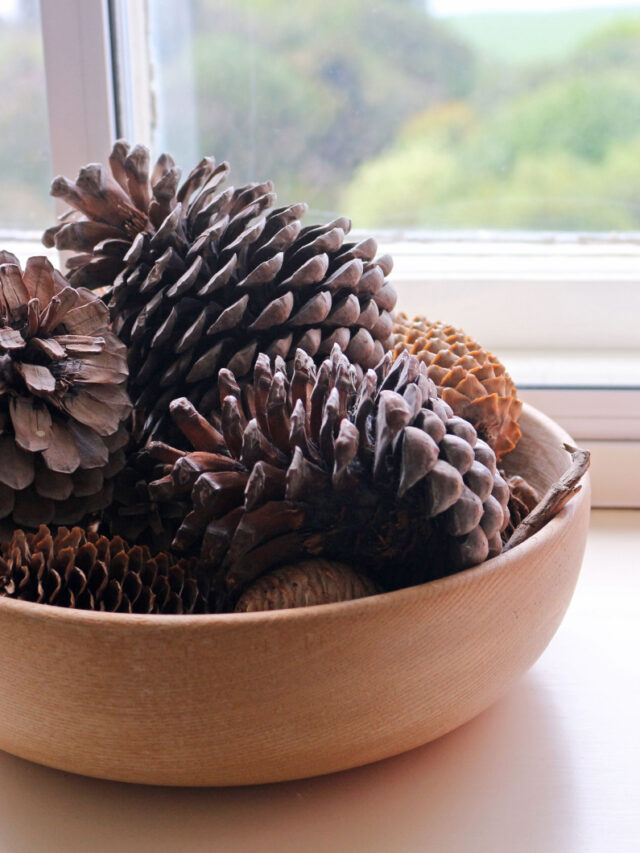 Here’s Why You Should Start Adding Pinecones To The Bottom Of Your Planters