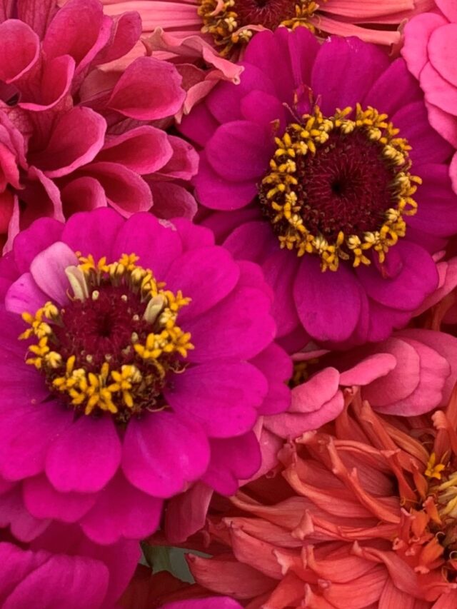 Pink Zinnia Flowers