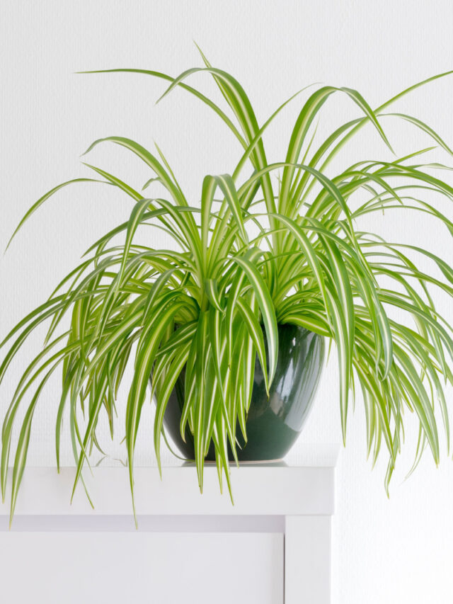 Spider Plant