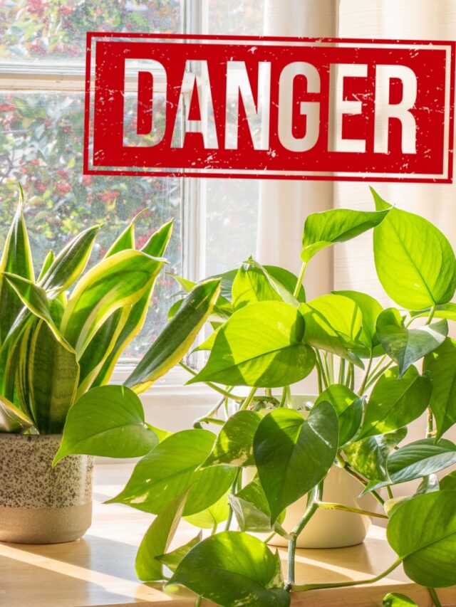 dangerous plants