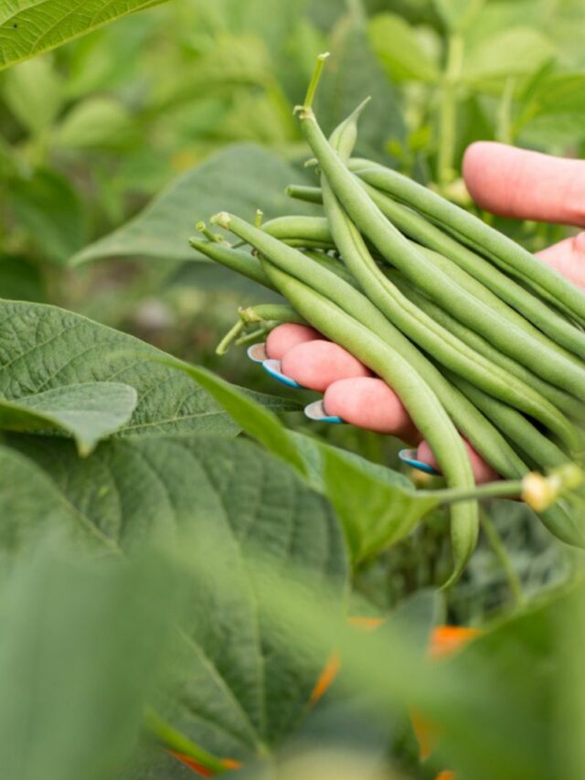 woman holding beans in hand