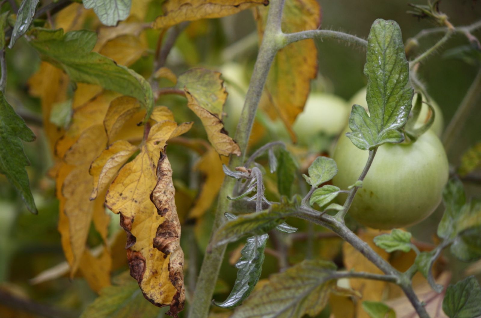 curling yellowing leaves of a tomato plant