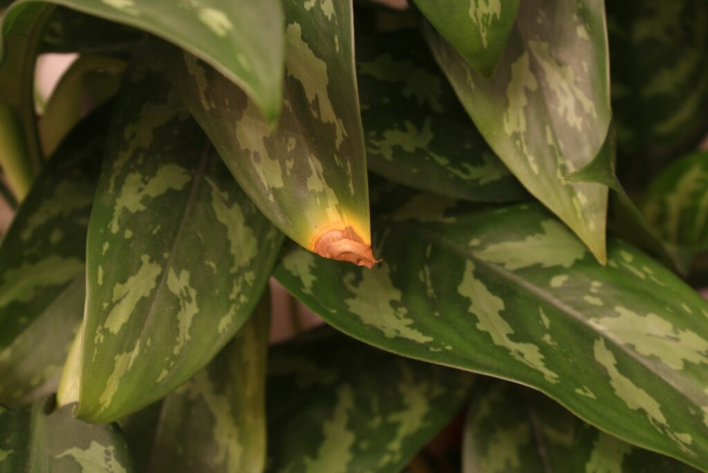 diseased peace lily leaves