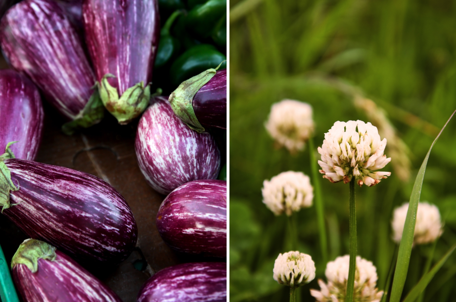 eggplant and white clover