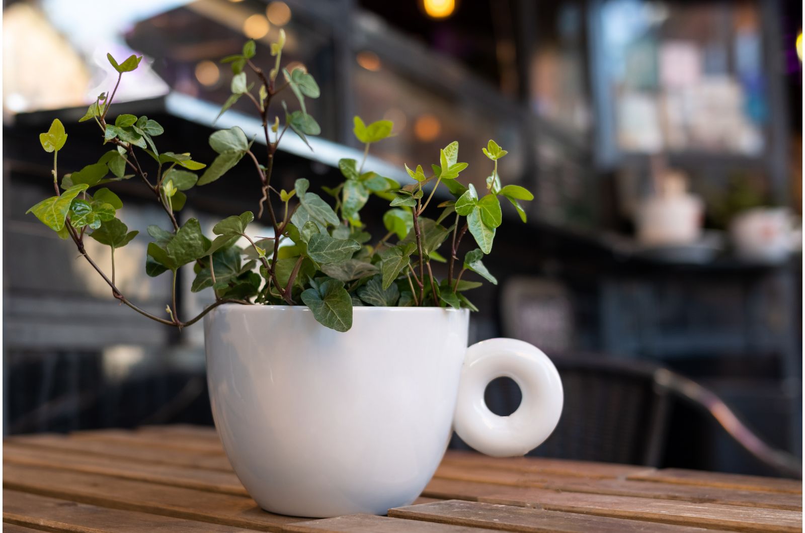 english ivy in a cup