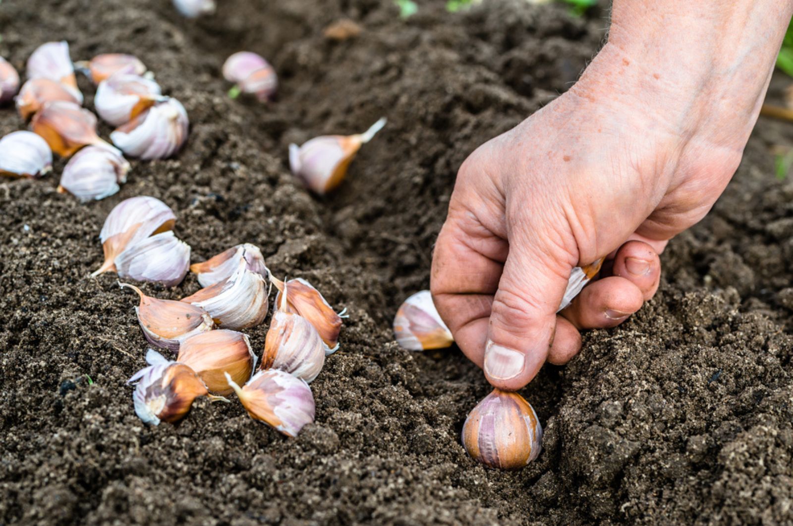 farmer planting garlic